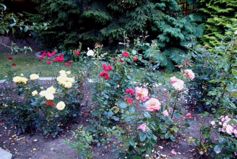 The rose bed was nearly in full bloom