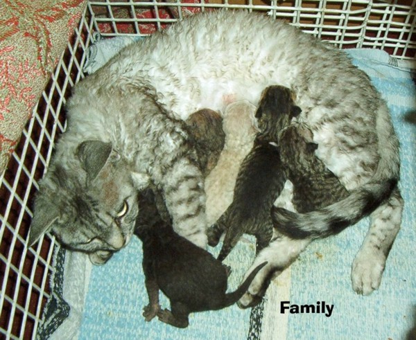Later, three boys and two girls (second litter